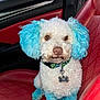Bruno Gomez joined the competition — help win amazing prizes! animal, blue_dyed_fur, car_interior, close_up, collar, curious_expression, cute, dog, dog_tag, fluffy, fur_color, indoor, pet, poodle, portrait, red_leather_seat, sitting, transportation, vehicle, white_fur