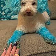 Bruno Gomez joined the competition — help win amazing prizes! animal, blanket, blue_dye, close_up, colorful, couch, cozy, dog, fur, hand, human, indoor, nail_art, paw, pet, poodle, relaxing, ring, tattoo, white_fur