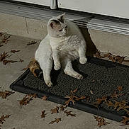 Luna joined the competition — help win amazing prizes! cat, feline, doormat, porch, door, autumn_leaves, leaf_litter, concrete, night, shadow, sitting, relaxed, white_cat, calico_tail, pet, mammal, outdoor, whiskers, paws, fur