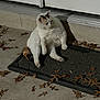 cat, feline, doormat, porch, door, autumn_leaves, leaf_litter, concrete, night, shadow, sitting, relaxed, white_cat, calico_tail, pet, mammal, outdoor, whiskers, paws, fur