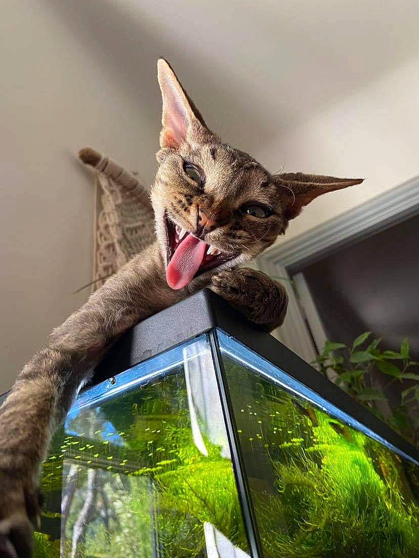 Roi Mooky a rejoint le concours — aidez-le/la à gagner de superbes lots ! asian, bengal, california_spangled, carnivore, cat, domestic_short_haired_cat, dragon_li, european_shorthair, felidae, kitten, ocicat, organism, oriental_shorthair, pixie_bob, savannah, small_to_medium_sized_cats, tabby_cat, whiskers, wild_cat, wildlife