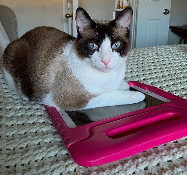 Oyo is registered to the contest to win money with this photo: blanket, blue_eyes, cat, close_up, cozy, domestic_cat, feline, front_paws, home, indoor, knit_blanket, looking_at_camera, neutral_colors, pets, pink_case, relaxed, resting, siamese, tablet, technology