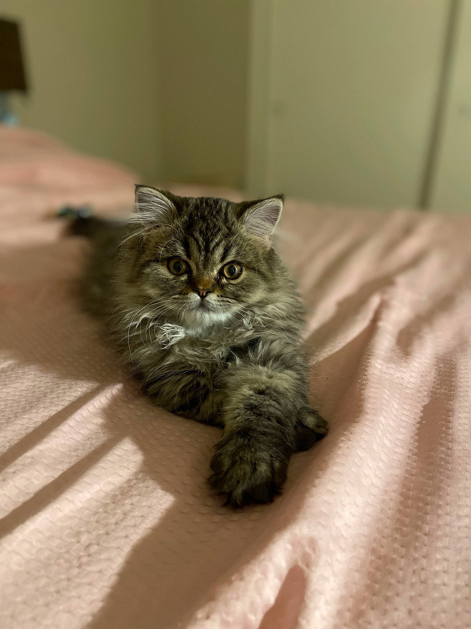 Mochi is registered to the contest to win money with this photo: bed, bedding, carnivore, cat, claw, comfort, domestic_short_haired_cat, eye, felidae, flooring, fur, grey, linens, paw, plant, small_to_medium_sized_cats, snout, tail, terrestrial_animal, whiskers