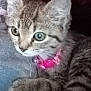 Jingle Belle joined the competition — help win amazing prizes! animal, cat, close_up, collar, curious, cute, domestic, ears, eyes, feline, fur, indoor, kitten, pet, pink, snuggling, soft, tabby, whiskers, young