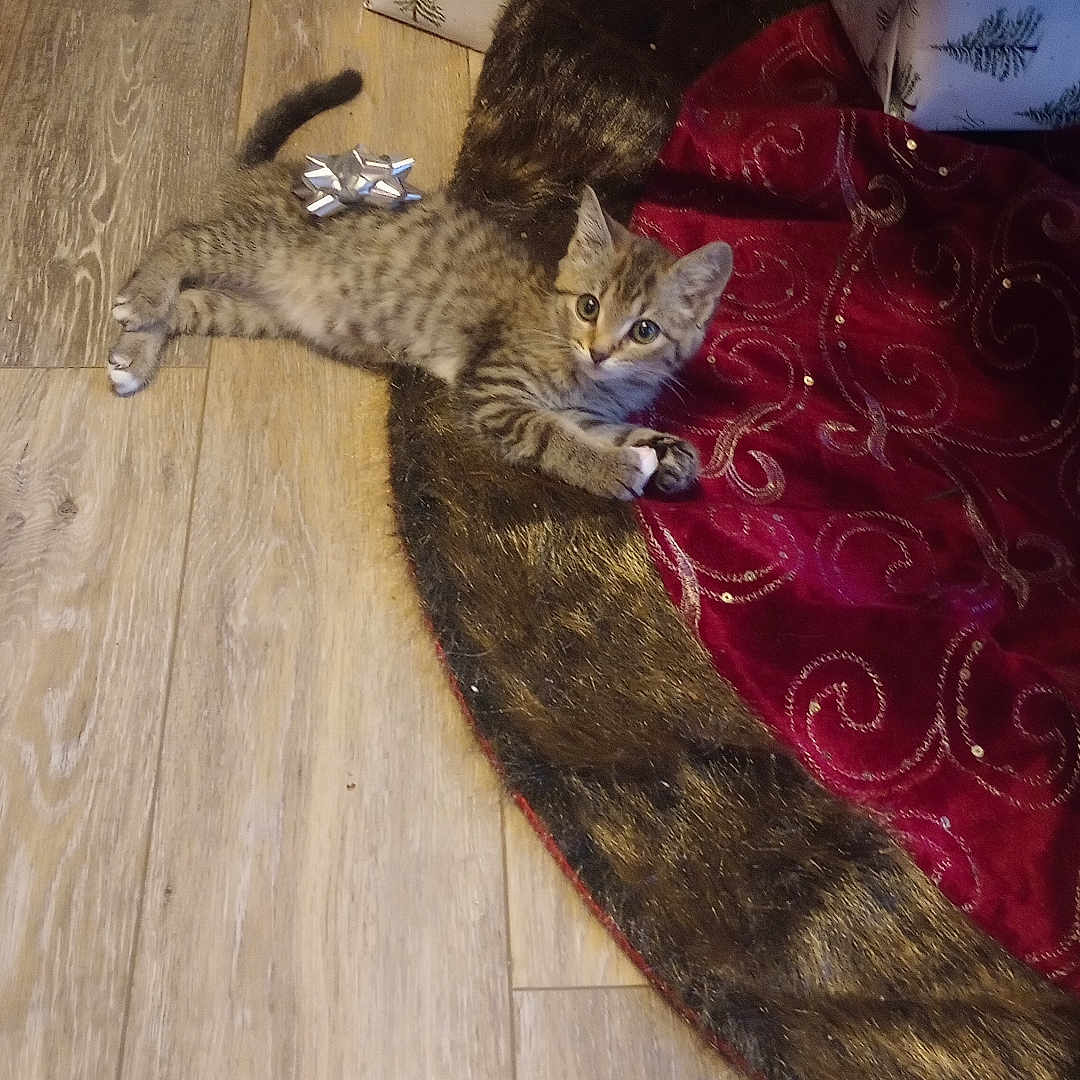 Jingle Belle