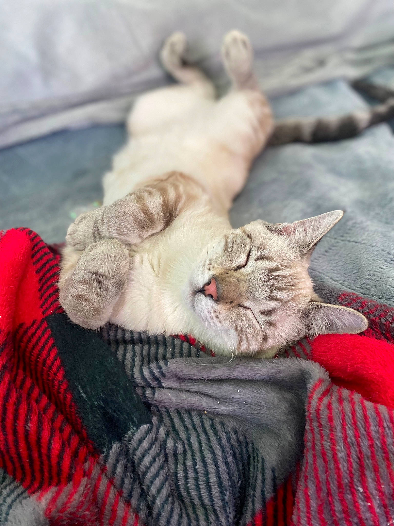 Huey is registered to the contest to win money with this photo: canidae, carnivore, cat, claw, comfort, domestic_short_haired_cat, fang, fawn, felidae, fur, grey, jaw, paw, small_to_medium_sized_cats, snout, tail, terrestrial_animal, whiskers, wildlife, yawn