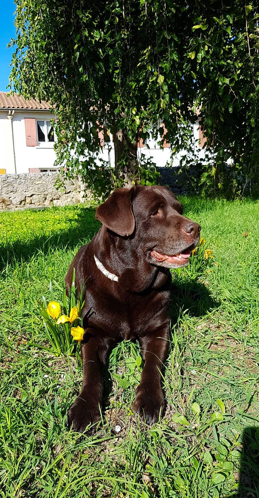 Jedy a rejoint le concours — aidez-le/la à gagner de superbes lots ! carnivore, collar, companion_dog, dog, dog_breed, dog_collar, fawn, flower, grass, groundcover, gun_dog, liver, plant, snout, sporting_group, tail, terrestrial_animal, tree, window, working_animal