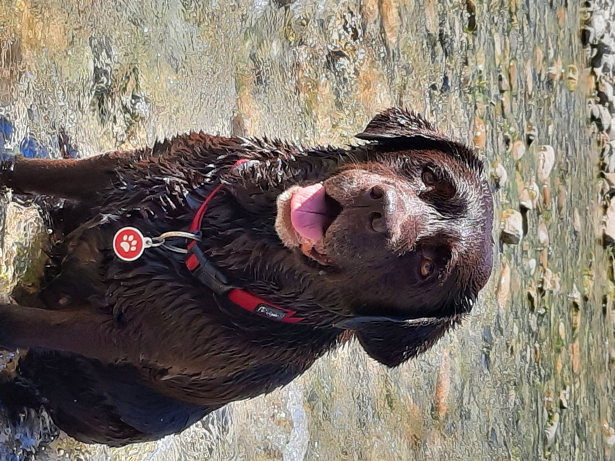 Jedy a rejoint le concours — aidez-le/la à gagner de superbes lots ! canidae, carnivore, collar, dog, dog_breed, fawn, fur, leash, liver, snout, sporting_group, sun_bear, terrestrial_animal, trunk, whiskers, wildlife, wood, working_animal