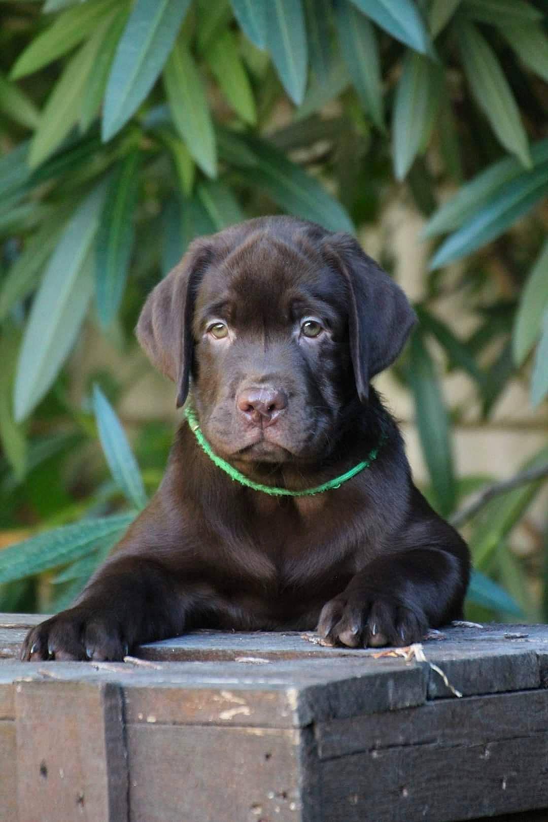 Twix