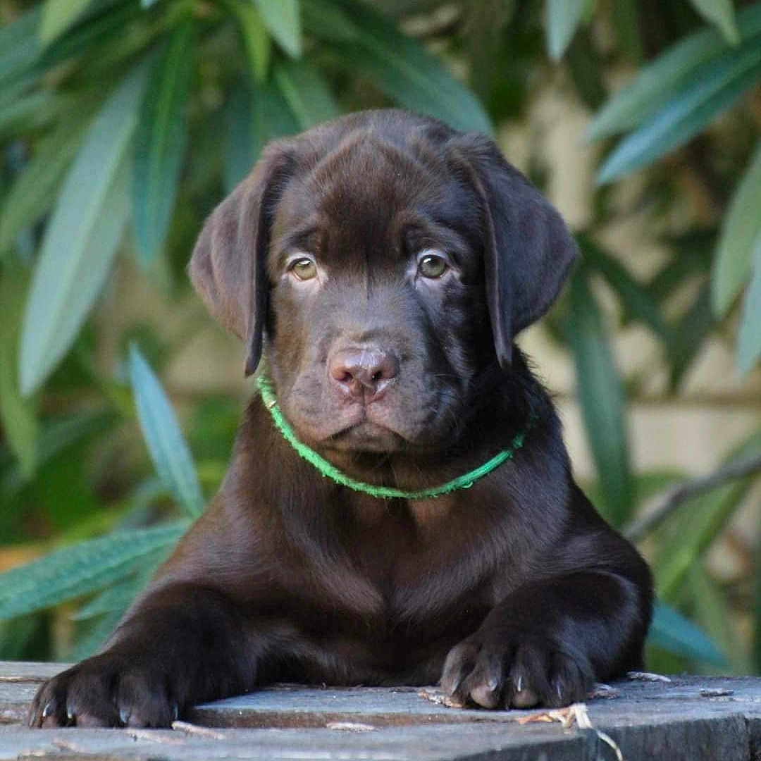 Twix