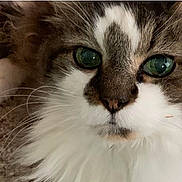 Jeb Stewart is registered to the contest to win money with this photo: cat, close_up, fur, green_eyes, animal, pet, whiskers, carpet, texture, laying, face, cute, domestic_cat, mammal, feline, portrait, indoor, fluffy, white, gray
