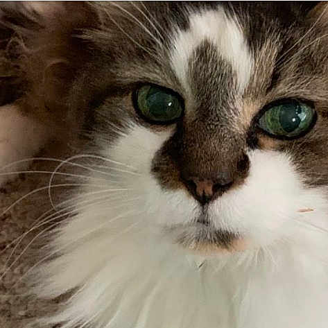 Jeb Stewart is registered to the contest to win money with this photo: cat, close_up, fur, green_eyes, animal, pet, whiskers, carpet, texture, laying, face, cute, domestic_cat, mammal, feline, portrait, indoor, fluffy, white, gray