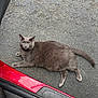 cat, gray_cat, asphalt, car_door, outdoor, animal, pet, feline, lying_down, relaxed, road_surface, sidewalk, vehicle, door_sill, fur, ears, tail, whiskers, looking, closeup