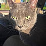 cat, gray_cat, close_up, yellow_eyes, sunlight, shadow, car_interior, pet, animal, whiskers, fur, domestic_cat, portrait, indoor, window_light, animal_face, cute, feline, alert, ears