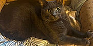 Smokey joined the competition — help win amazing prizes! cat, gray_cat, yellow_eyes, stretching, armchair, blanket, towel, striped_fabric, furniture, indoor, pet, cozy, relaxed, fur, whiskers, paws, looking, resting, domestic_animal, cute