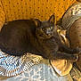 cat, gray_cat, yellow_eyes, stretching, armchair, blanket, towel, striped_fabric, furniture, indoor, pet, cozy, relaxed, fur, whiskers, paws, looking, resting, domestic_animal, cute