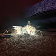 Franklin is registered to the contest to win money with this photo: cat, sleeping, carpet, indoor, cozy, pet, feline, resting, light, shadow, bed, pattern, quiet, relaxation, animal, paw, whiskers, fur, domestic, calm
