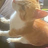 cat, orange_cat, white_cat, pet, indoor, lap, feline, curious, sitting, whiskers, ears, blurred, soft_focus, furniture, human_lap, domestic_animal, cozy, home, looking_up, cluttered_background