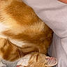 cat, orange_tabby, sleeping, cozy, fur, pet, whiskers, comfort, blanket, resting, cute, domestic_cat, closeup, animal, relaxation, soft, nap, fur_pattern, indoor, peaceful