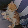 cat, sleeping, orange_cat, white_cat, pet, cozy, pillow, resting, indoor, cute, animal, feline, relaxed, soft, comfort, peaceful, domestic, legs, striped_pillow, nap
