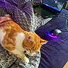 cat, orange_cat, bed, blanket, laptop, computer_mouse, indoor, technology, furniture, pet, animal, orange_and_white, sleeping_area, cozy, curious, domestic, electronics, patterned_blanket, resting, purple_lighting