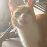 cat, orange_cat, white_cat, pet, indoor, furniture, couch, curious, animal, whiskers, ears, legs, soft_light, blur, room, window, home, domestic, feline, looking