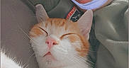 Volta a rejoint le concours — aidez-le/la à gagner de superbes lots ! cat, person, face_mask, flower_filter, orange_cat, white_cat, sleeping_cat, closeup, selfie, indoor, relaxation, cozy, cute, pet, animal, soft_lighting, comfort, resting, portrait, casual
