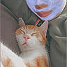 cat, person, face_mask, flower_filter, orange_cat, white_cat, sleeping_cat, closeup, selfie, indoor, relaxation, cozy, cute, pet, animal, soft_lighting, comfort, resting, portrait, casual