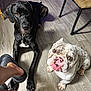 dog, black_dog, bulldog, pet, floor, wooden_floor, indoor, foot, sandal, chair, looking_up, companion, animal, cute, curious, domestic, friendship, two_animals, paw, seated