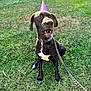 dog, black_dog, party_hat, grass, leash, outdoor, pet, canine, celebration, sunlight, happy, sitting, animal, collar, chain, nature, portrait, excited, playful, daylight