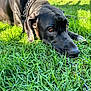 Gianna joined the competition — help win amazing prizes! dog, black_dog, grass, outdoor, pet, chain_collar, close_up, sunlight, greenery, animal, lying_down, nature, canine, fur, snout, ears, daylight, relaxed, portrait, quiet