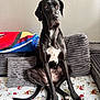 Gianna joined the competition — help win amazing prizes! dog, black_dog, sitting, couch, blanket, pillows, indoor, pet, canine, fur, ears, tail, white_patch, looking_away, cozy, home, relaxed, domestic, animal, portrait