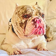 Diesel joined the competition — help win amazing prizes! bulldog, dog, pet, close_up, indoor, resting, white_background, wrinkled_face, pink_nose, collar, paw, fur, animal, mammal, portrait, cute, relaxed, domestic, companion, friendly