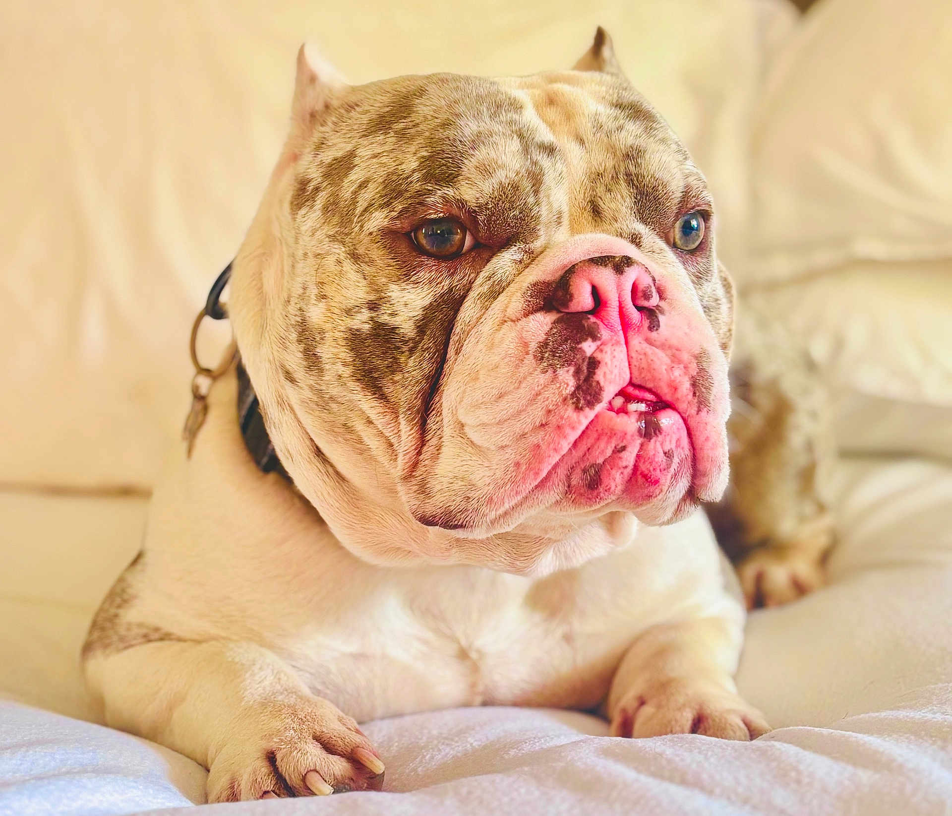 Diesel joined the competition — help win amazing prizes! bulldog, dog, pet, close_up, indoor, resting, white_background, wrinkled_face, pink_nose, collar, paw, fur, animal, mammal, portrait, cute, relaxed, domestic, companion, friendly