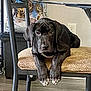Diesel joined the competition — help win amazing prizes! puppy, dog, black_dog, chair, cushion, indoor, pet, floor, dog_food_bag, crate, legs, paws, ears, looking_at_camera, resting, cute, animal, home, furniture, wall_outlet