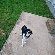 Freckles is registered to the contest to win money with this photo: animal, black_and_white, canine, collar, concrete, curious, daytime, dog, ears, fur, grass, house, looking_up, nature, outdoor, patio, pet, steps, walkway, yard