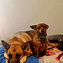 Dewey joined the competition — help win amazing prizes! dog, bed, collar, brown_dog, lying_down, sitting, indoor, pet, animal, cozy, sleepy, two_dogs, furniture, resting, canine, companion, domestic, cute, relaxed, home