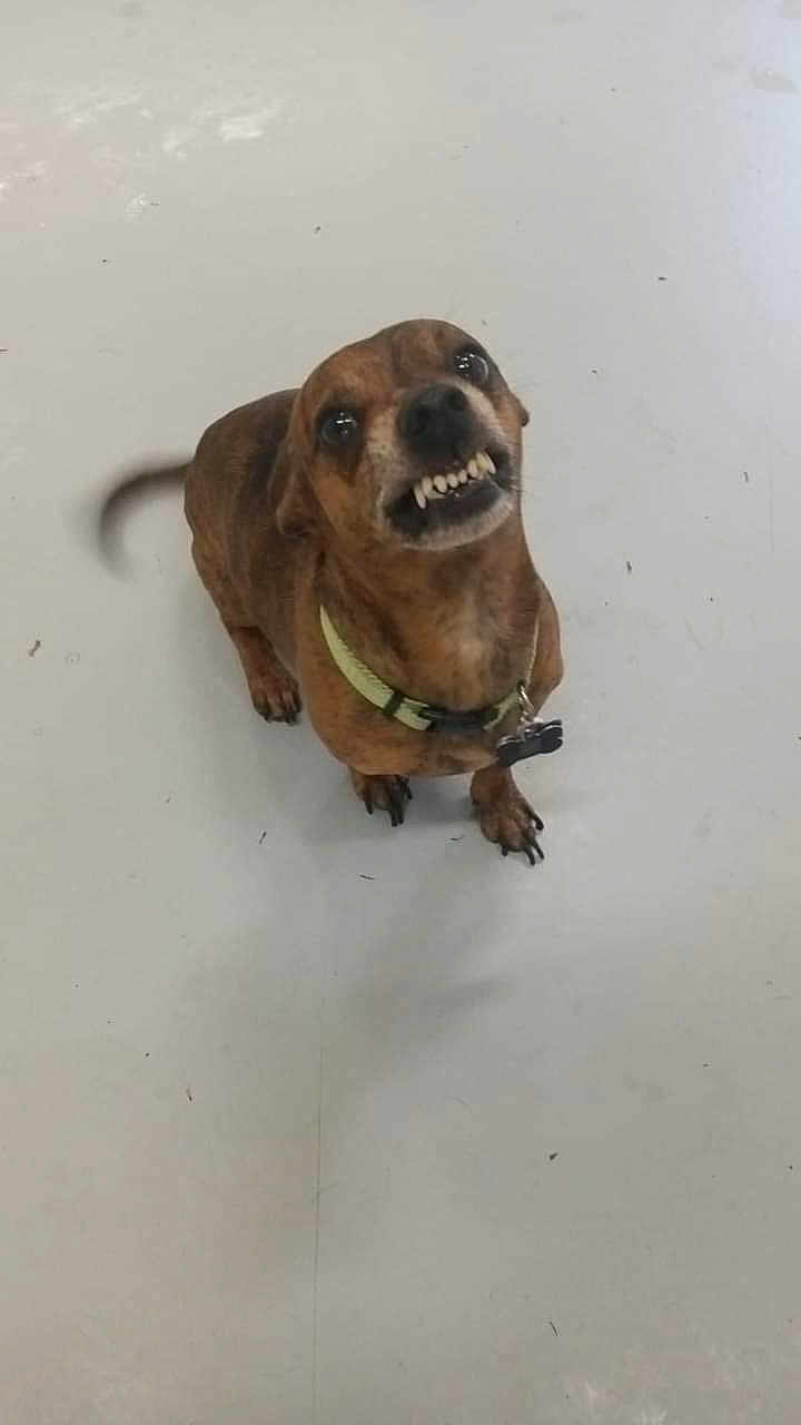 Dewey