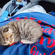 Tiny is registered to the contest to win money with this photo: kitten, sleeping, fur, striped, blue_shirt, red_text, car_interior, phone, cable, closeup, cute, small, pet, animal, cozy, nap, soft, resting, indoor, young