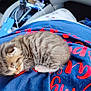 kitten, sleeping, fur, striped, blue_shirt, red_text, car_interior, phone, cable, closeup, cute, small, pet, animal, cozy, nap, soft, resting, indoor, young