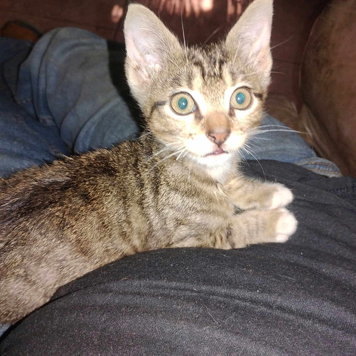 Tiny joined the competition — help win amazing prizes! animal, black_shirt, cat, curious, cute, denim, ears, feline, fur, indoor, jeans, kitten, lap, person, pet, resting, tabby, whiskers, wide_eyes, young