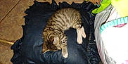 Tiny is registered to the contest to win money with this photo: kitten, cat, sleeping, cushion, black_cushion, tabby, tile_floor, blanket, shoe, indoor, pet, feline, resting, small_animal, domestic, cozy, fur, paw, quiet, relaxation
