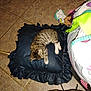 kitten, cat, sleeping, cushion, black_cushion, tabby, tile_floor, blanket, shoe, indoor, pet, feline, resting, small_animal, domestic, cozy, fur, paw, quiet, relaxation