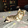 kitten, cat, tabby, pajamas, indoor, blue_eyes, pet, animal, cute, lying_down, cozy, cluttered_room, furniture, shelf, decorations, striped_fur, white_paws, relaxed, young_animal, curious
