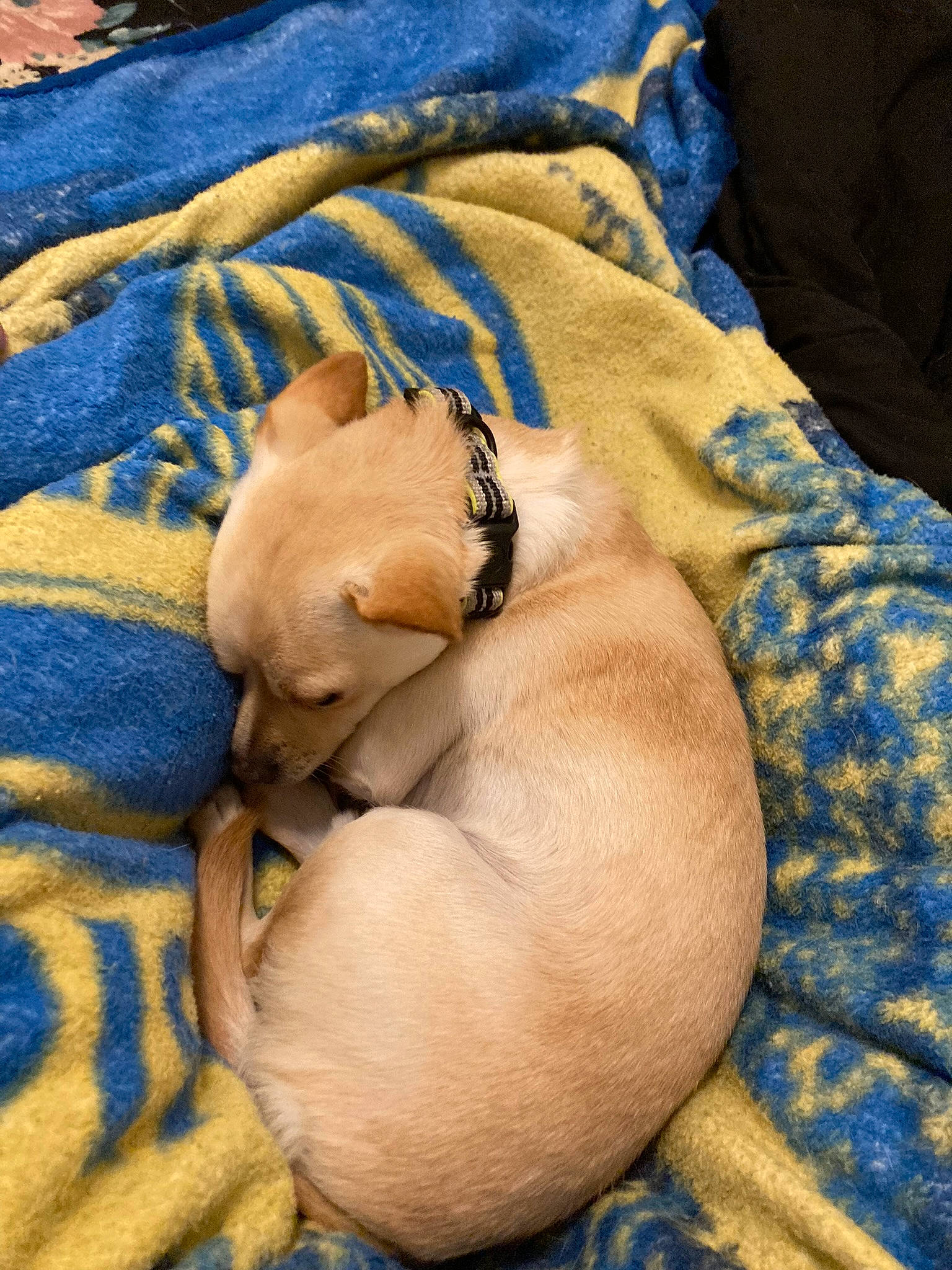 Chico is registered to the contest to win money with this photo: blue, canidae, carnivore, comfort, companion_dog, dog, dog_breed, dog_supply, electric_blue, fawn, guard_dog, linens, nap, paw, sporting_group, toy_dog