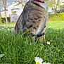 cat, feline, tabby, pet, collar, green_eyes, whiskers, grass, daisies, flower, closeup, portrait, outdoor, spring, nature, sitting, shallow_depth, blurred_background, backyard, sunlight