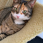 Zola participe au concours pour gagner de l'argent avec cette photo : cat, tabby, feline, pet, green_eyes, whiskers, pink_nose, fur, cozy, bed, blanket, indoor, portrait, close_up, ears, relaxed, domestic_cat, mammal, staring, cute