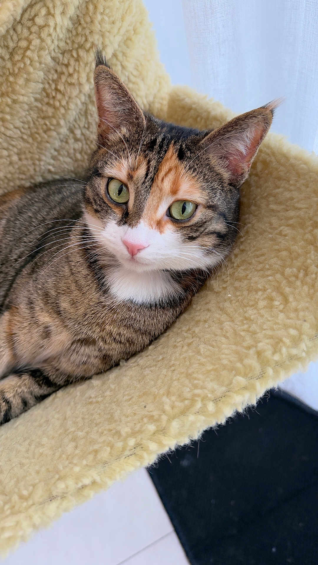 Zola participe au concours pour gagner de l'argent avec cette photo : cat, tabby, feline, pet, green_eyes, whiskers, pink_nose, fur, cozy, bed, blanket, indoor, portrait, close_up, ears, relaxed, domestic_cat, mammal, staring, cute