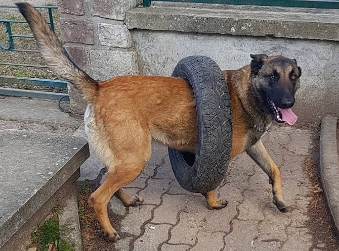 Onyx participe au concours pour gagner de l'argent avec cette photo : ancient_dog_breeds, canidae, carnivore, collar, companion_dog, dog, dog_breed, dog_supply, fawn, gas, lakeland_terrier, leash, paw, pet_supply, snout, sporting_group, tail, terrestrial_animal, working_animal, working_dog