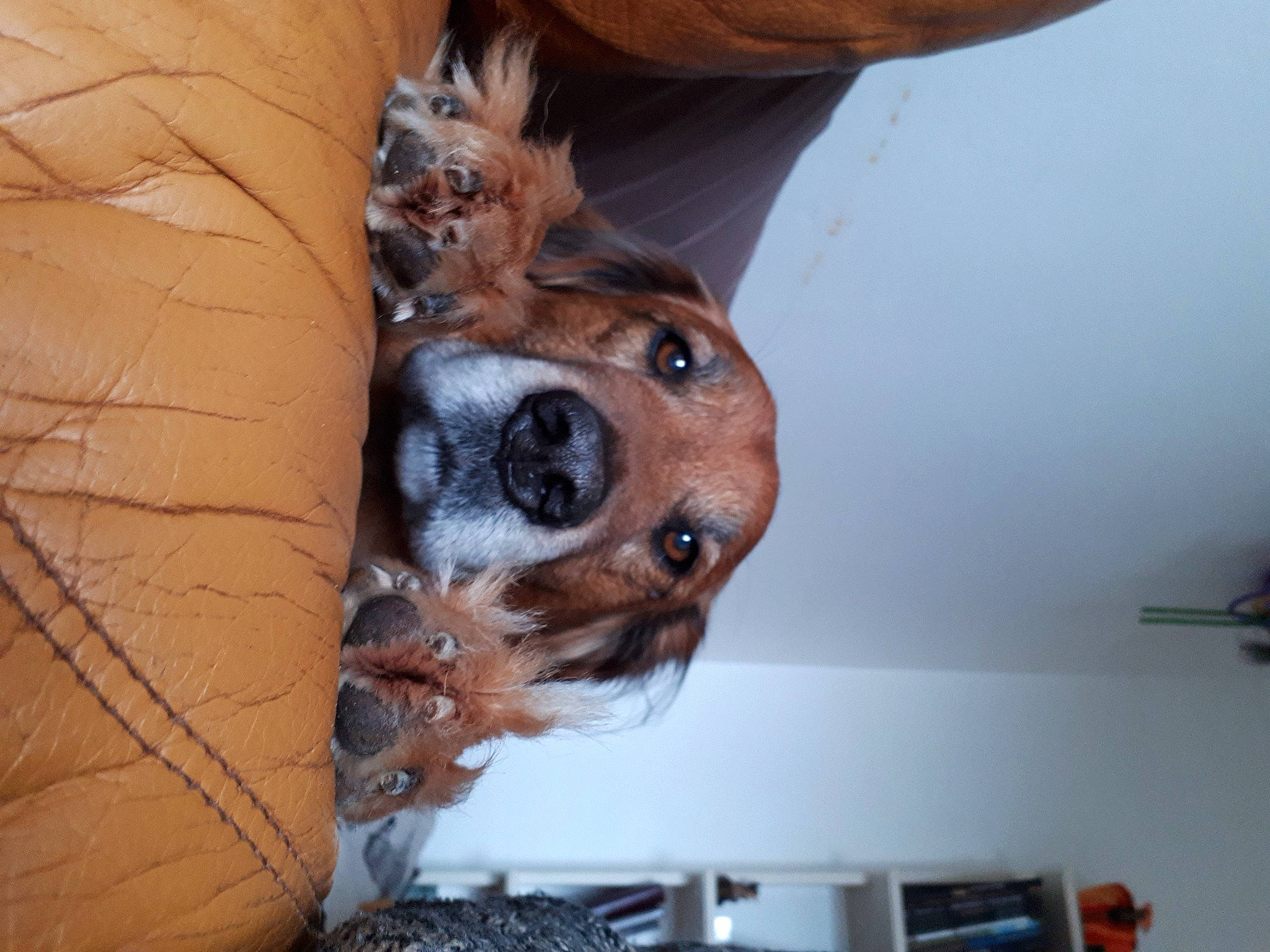 Jerry a rejoint le concours — aidez-le/la à gagner de superbes lots ! carnivore, comfort, companion_dog, couch, dog, dog_breed, ear, fawn, felidae, fur, guard_dog, human_leg, paw, small_to_medium_sized_cats, snout, sporting_group, whiskers, window, wood, working_animal